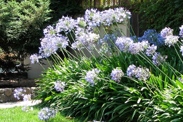 Agapanthus.jpg