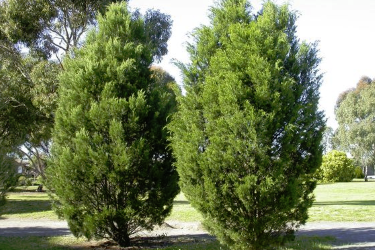 Callitris_gracilis_native_pine.png