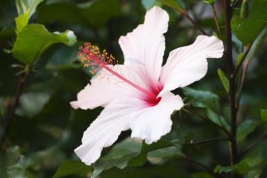 Hibiscus.jpg