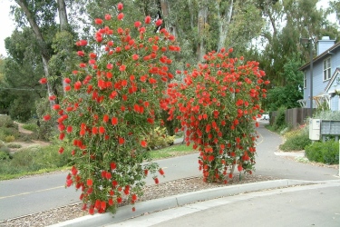 Callistemon.jpg