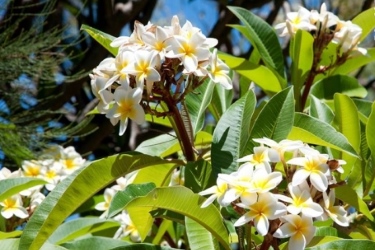 frangipani.jpg