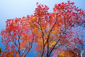 Chinese-Tallow-Tree.jpg