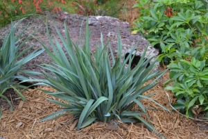 Dianella-Cassa-Blue.jpg