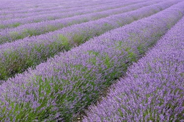 lavender_fields.jpg