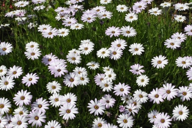 Daisy.jpg