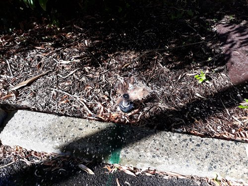 20180505_142059.jpg (3.57 MiB) Viewed 12060 times 20180505_142059.jpg