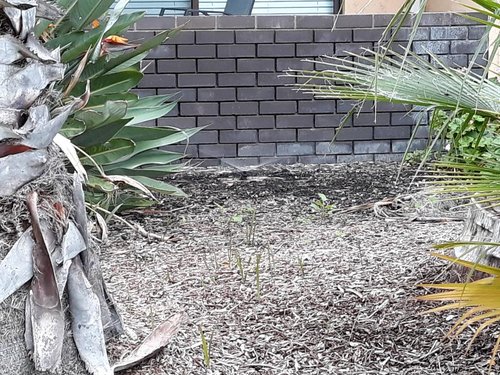 rps20180419_080835_801.jpg (227.56 KiB) Viewed 14340 times rps20180419_080835_801.jpg